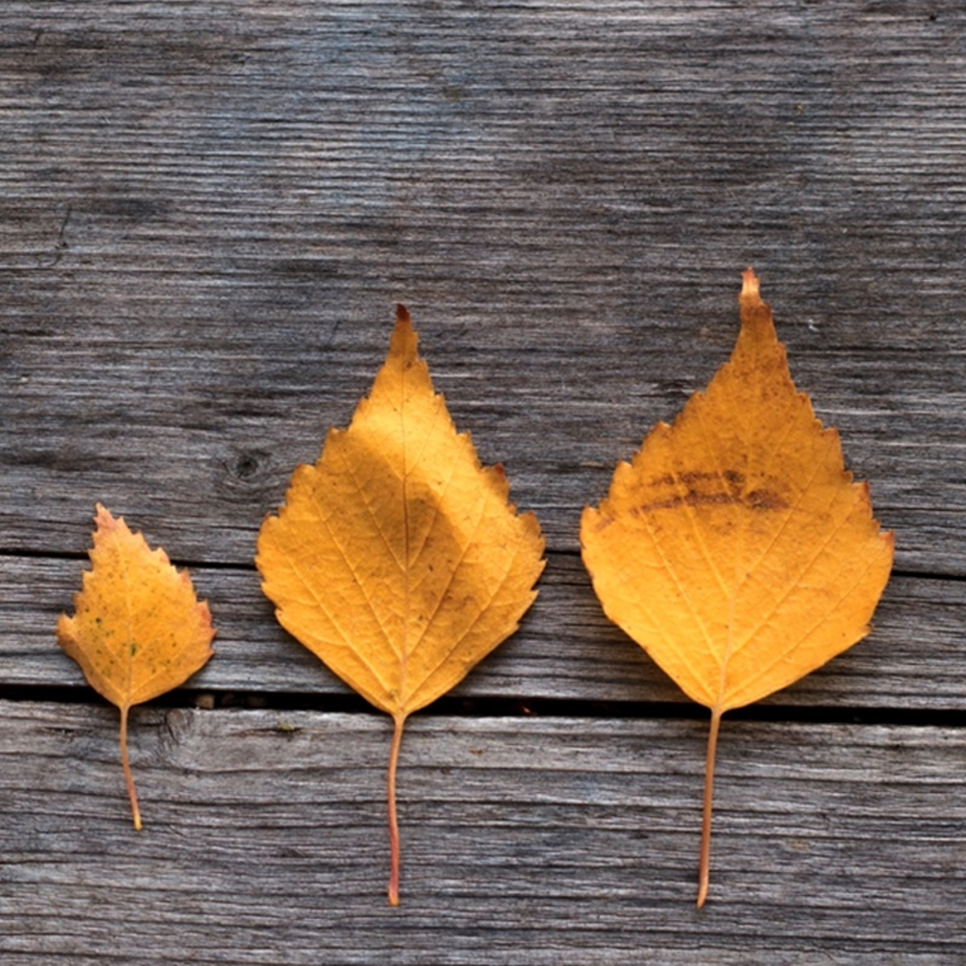 3leaf